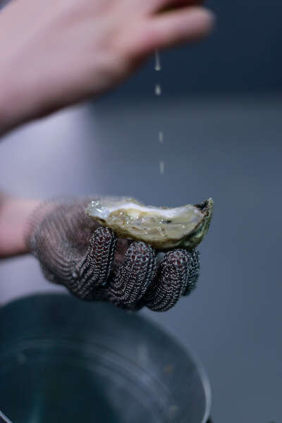 Oyster Workshops
